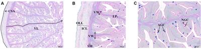 The Use of Defatted Tenebrio molitor Larvae Meal as a Main Protein Source Is Supported in European Sea Bass (Dicentrarchus labrax) by Data on Growth Performance, Lipid Metabolism, and Flesh Quality